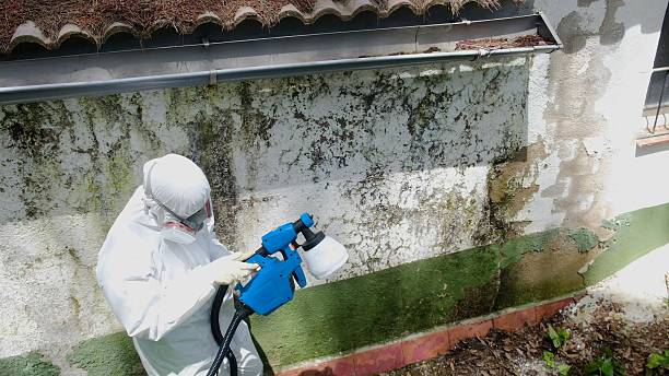 Top rated local Mold Remediation specialists in Drayden, MD